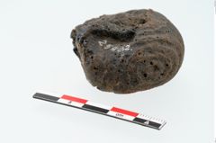 Foto von Glasaugenperle (NHMW-PRAE-025402)